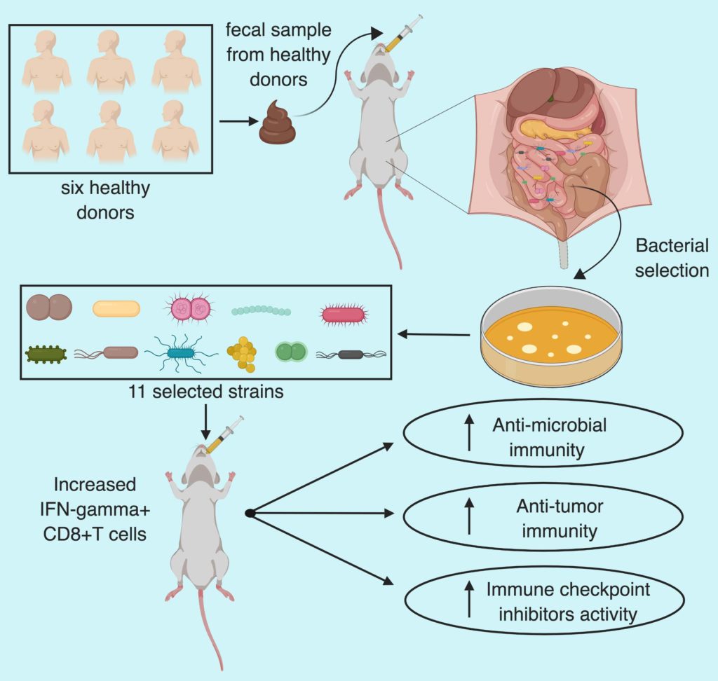 microbiota cancer immunity