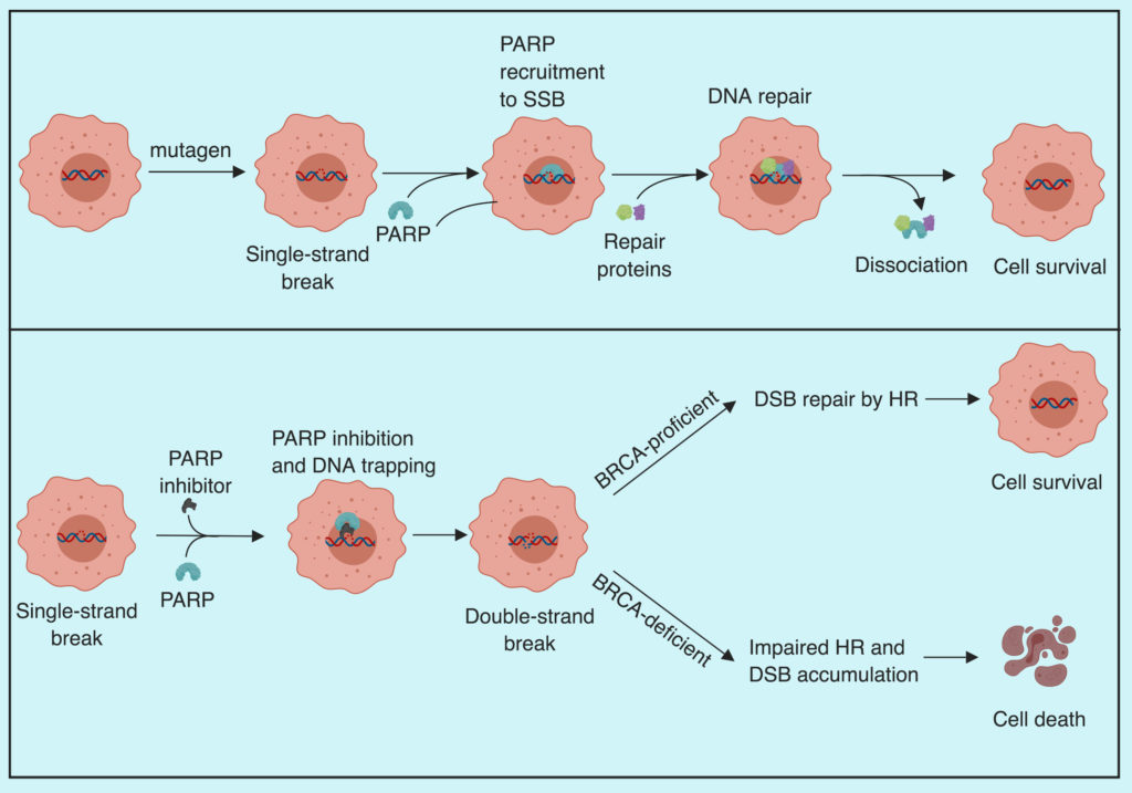 PARP BRCA mechanism