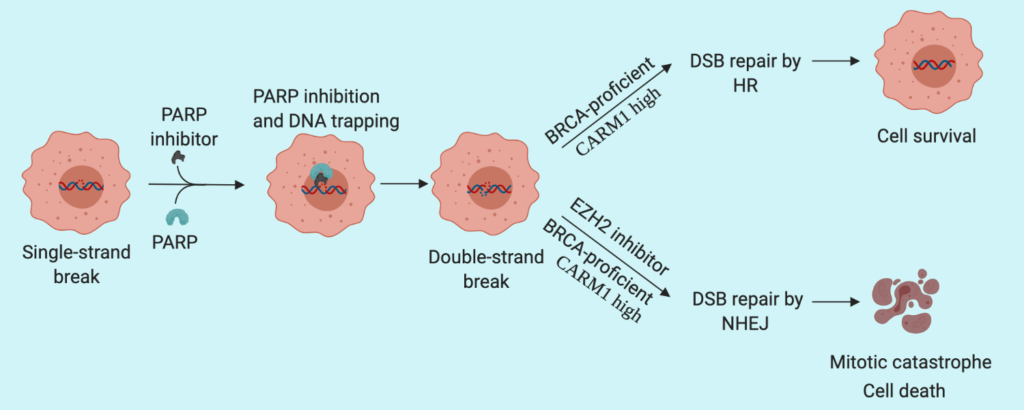 EZH2 inhibition sensitises CARM1 high ovarian cancers to PARP inhibitors
